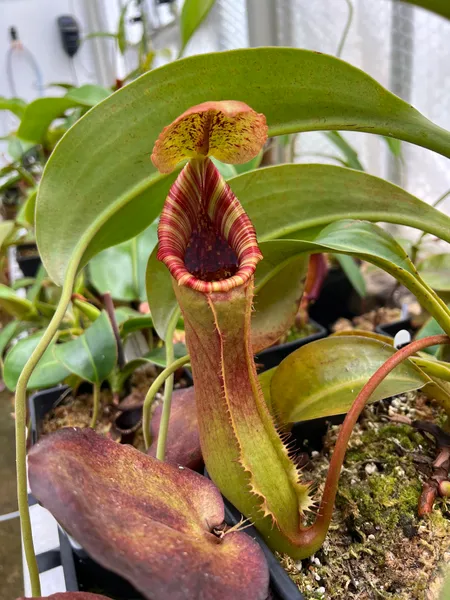 Nepenthes lowii x truncata: No lid bristles inherited from N. lowii, but a robust pitcher body and a striped peristome