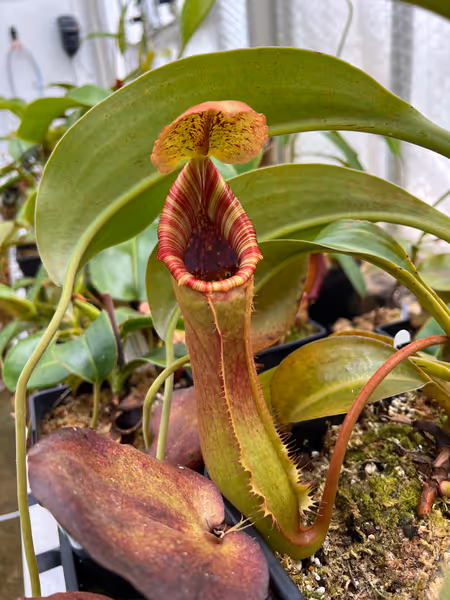Nepenthes lowii x truncata: No lid bristles inherited from N. lowii, but a robust pitcher body and a striped peristome