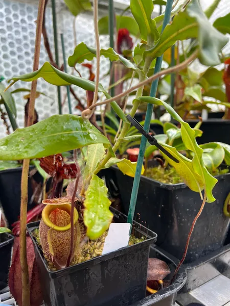 Nepenthes undulatifolia: Note the indumentum - leaves and stem are covered with a coat of white hairs.