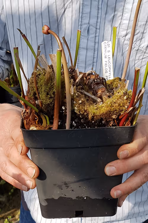 Note the number of growing points and the several rhizomes
