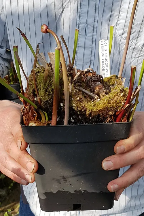 Note the number of growing points and the several rhizomes