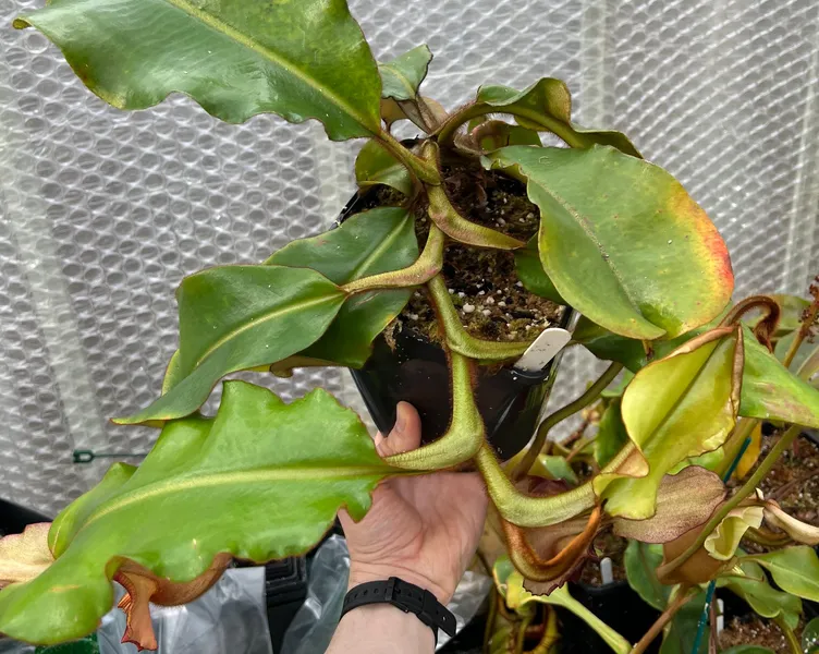 Nepenthes veitchii: Note the scrambling growth habit and indumentum (hair) covering all parts of the plant.