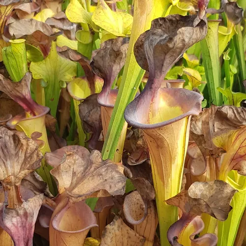 Old growth on Sarracenia flava, photo by Tom Skinner.