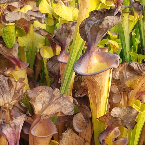Old growth on Sarracenia flava, photo by Tom Skinner
