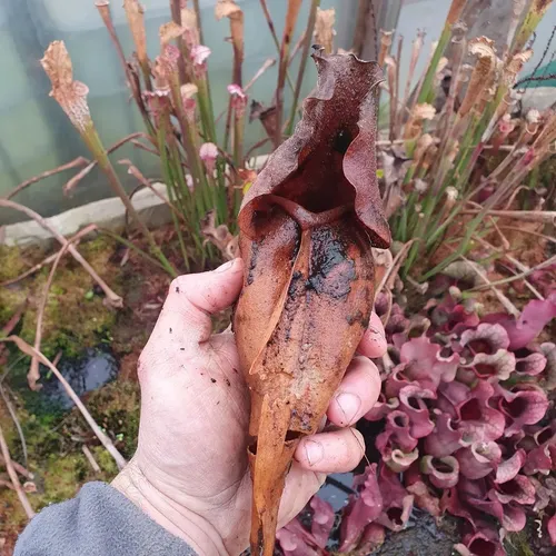 Old growth on Sarracenia purpurea, photo by Tom Skinner.