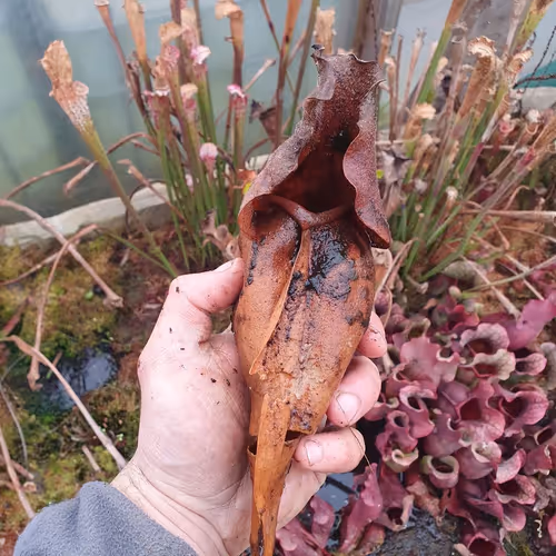 Old growth on Sarracenia purpurea, photo by Tom Skinner