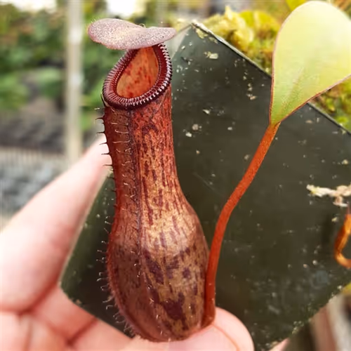 One of the darker N. 'Dream of Victory' offspring