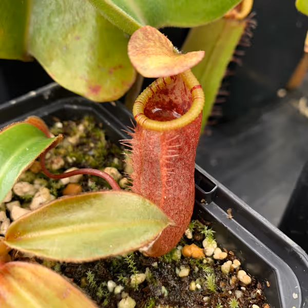 Nepenthes attenboroughii: One of the few individuals I've managed to collect with a yellow peristome. Most of the N. attenboroughii I've encountered in cultivation have red or burgundy peristomes