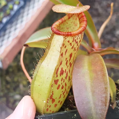 One of the lighter offspring of the N. 'Dream of Victory' cross