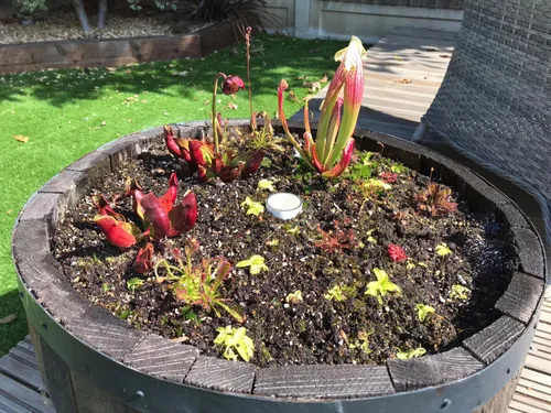 Outdoor bog barrel with Sarracenia, Pinguicula, and a variety of Drosera