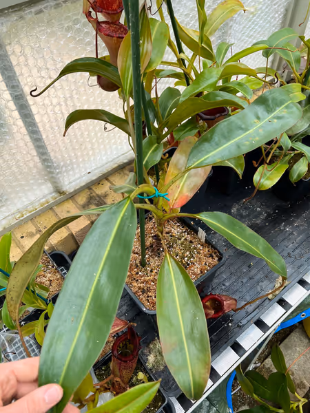 Nepenthes rajah x (burbidgeae x edwardsiana): Over 75cm across and not even fully mature yet!