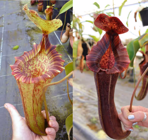 Parent plants: N. [(lowii x veitchii) - yellow x boschiana] x [(lowii x veitchii) - red x boschiana]