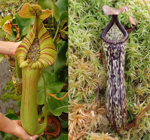 Parent plants: N. truncata x vogelii'