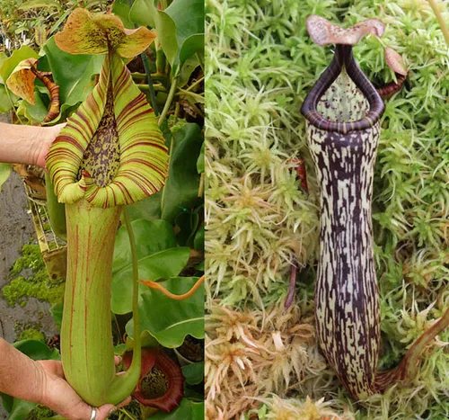 Parent plants: N. truncata x vogelii"