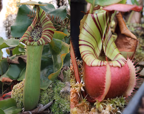Parent plants: N. truncata-striped x veitchii Bario-squat