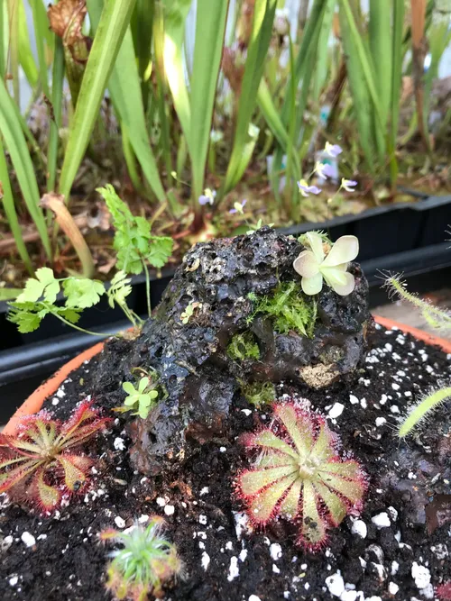 Pinguicula on the lava rock, with sphagnum inserted into several pores