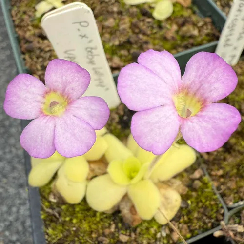 Pinguicula x “Bebop Lollipop”