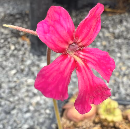 Pinguicula x “Pink Eye”