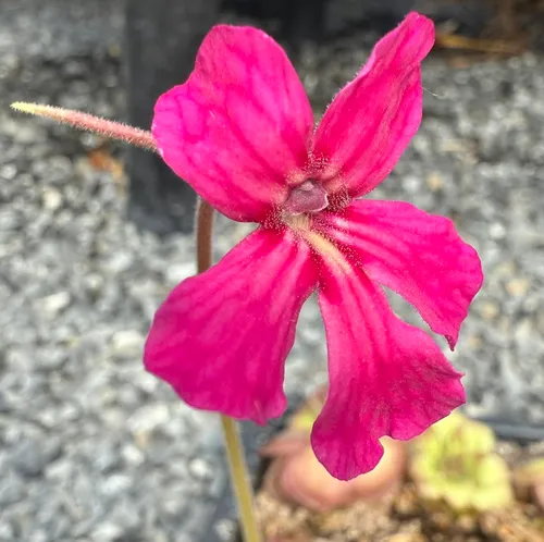 Pinguicula x “Pink Eye”