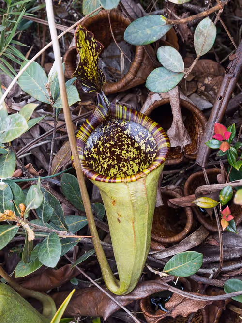 Nepenthes attenboroughii in the Philippines, by Laurent Taerwe