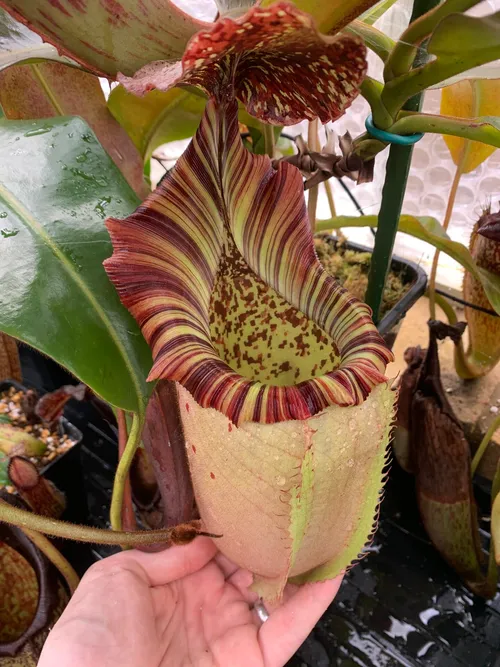 Pitcher on Nepenthes veitchii x burbidgeae holding over a pint of liquid.