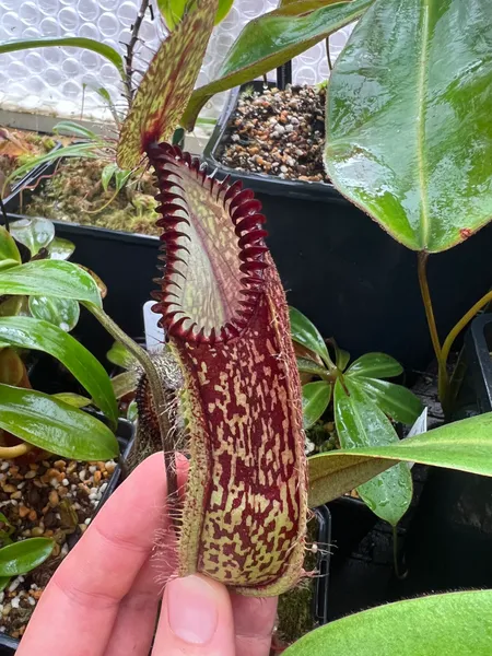 Nepenthes hamata: Pitcher on my male N. hamata from Lumut (BE-3380)