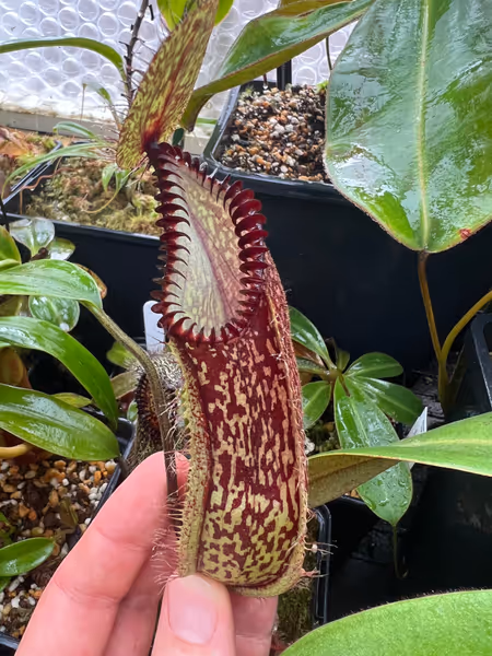 Nepenthes hamata: Pitcher on my male N. hamata from Lumut (BE-3380)