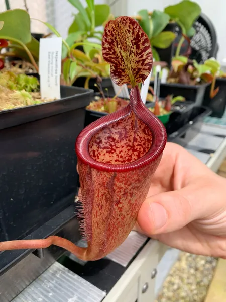 Nepenthes attenboroughii: Pitcher on one of my red Nepenthes attenboroughii, grown from seed