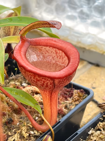 Nepenthes jamban: Pitchers are full of a thick and highly viscous fluid