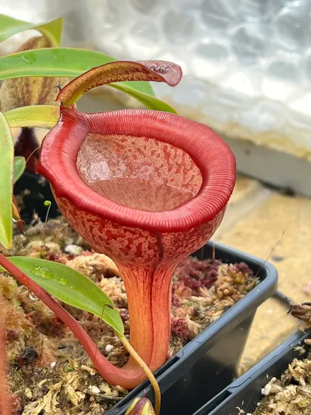 Nepenthes jamban: Pitchers are full of a thick and highly viscous fluid