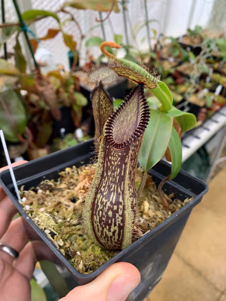 Nepenthes hamata: Pitchers darken as they get older - the teeth can look almost black