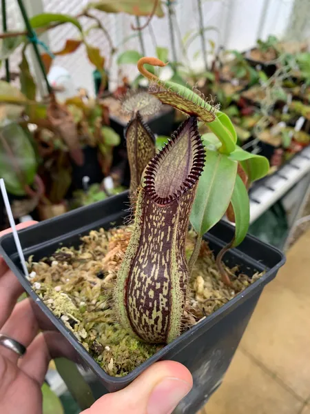 Nepenthes hamata: Pitchers darken as they get older - the teeth can look almost black