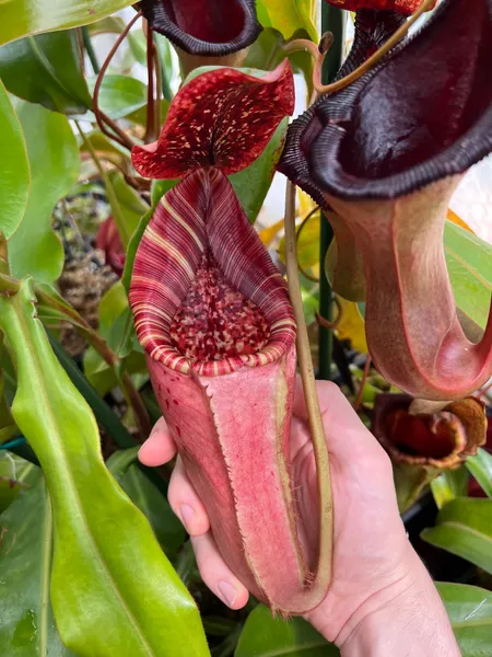 Nepenthes (lowii x veitchii) x burbidgeae: Pitchers getting larger in the warmer days