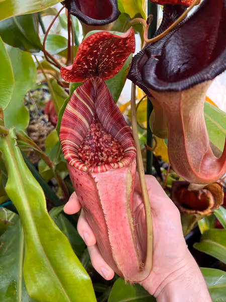 Nepenthes (lowii x veitchii) x burbidgeae: Pitchers getting larger in the warmer days