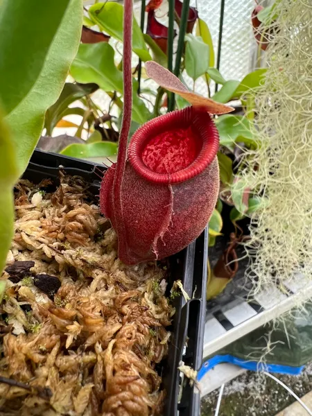 Nepenthes undulatifolia: Pitchers on this species can range from lime green, to yellow, to deep red, as on this individual.