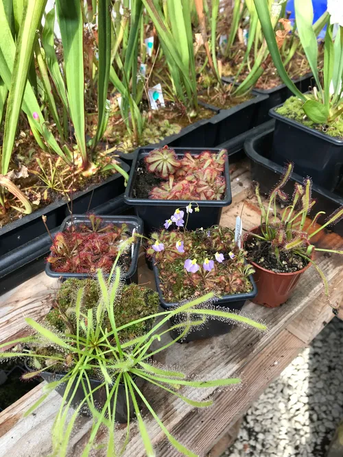 Plants I have selected for the display