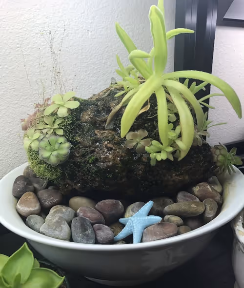 Plants include P. gigantea, P. moranensis, P. cyclosecta, P. ‘Aphrodite’, P. ‘Titan’, P. moctezumae x gigantea, P. laueana, and Utricularia sandersonii