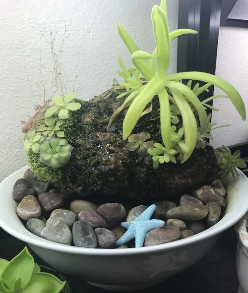 Plants include P. gigantea, P. moranensis, P. cyclosecta, P. ‘Aphrodite’, P. ‘Titan’, P. moctezumae x gigantea, P. laueana, and Utricularia sandersonii