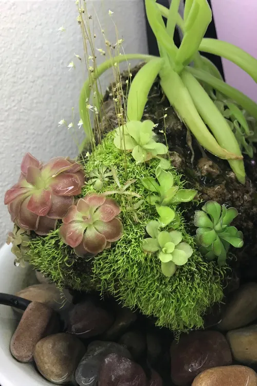 Plants include P. gigantea, P. moranensis, P. cyclosecta, P. ‘Aphrodite’, P. ‘Titan’, P. moctezumae x gigantea, and Utricularia sandersonii