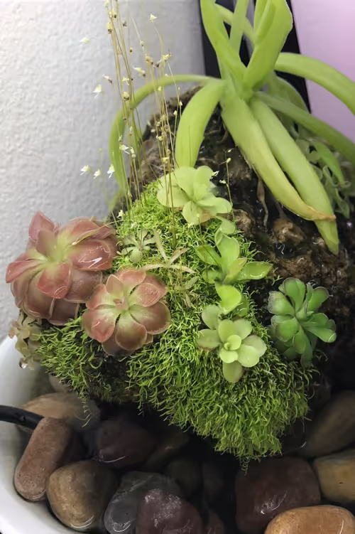 Plants include P. gigantea, P. moranensis, P. cyclosecta, P. ‘Aphrodite’, P. ‘Titan’, P. moctezumae x gigantea, and Utricularia sandersonii