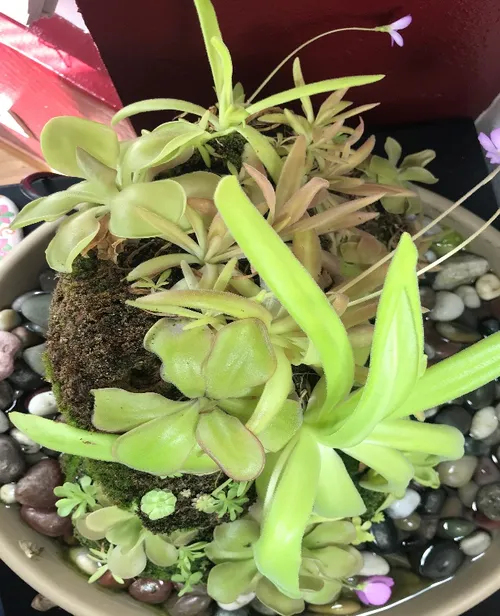 Plants include P. ibarrae, P. 'Florian', P. moranensis, P. gigantea, P. moctezumae x gigantea, P. ‘Aphrodite’, P. ‘John Rizzi’, and more