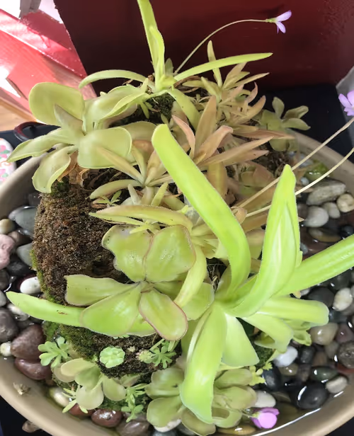 Plants include P. ibarrae, P. 'Florian', P. moranensis, P. gigantea, P. moctezumae x gigantea, P. ‘Aphrodite’, P. ‘John Rizzi’, and more