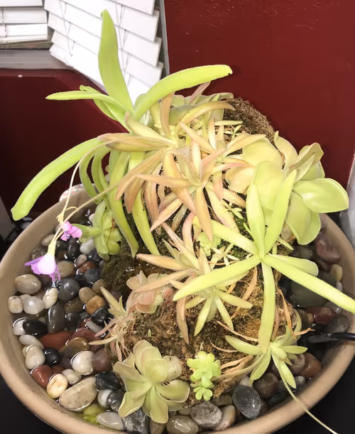 Plants include P. ibarrae, P. 'Florian', P. moranensis, P. gigantea, P. moctezumae x gigantea, P. ‘Aphrodite’, P. ‘John Rizzi’, and more