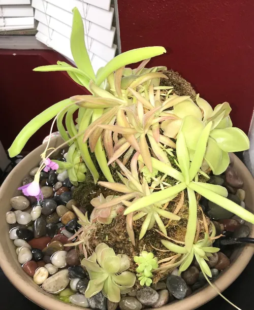 Plants include P. ibarrae, P. 'Florian', P. moranensis, P. gigantea, P. moctezumae x gigantea, P. ‘Aphrodite’, P. ‘John Rizzi’, and more