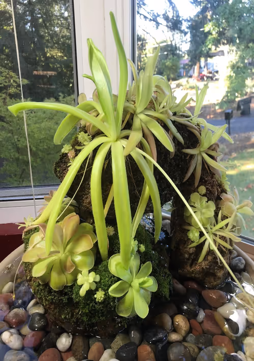Plants include P. ibarrae, P. 'Florian', P. moranensis, P. gigantea, P. moctezumae x gigantea, P. ‘Aphrodite’, P. ‘John Rizzi’, and more