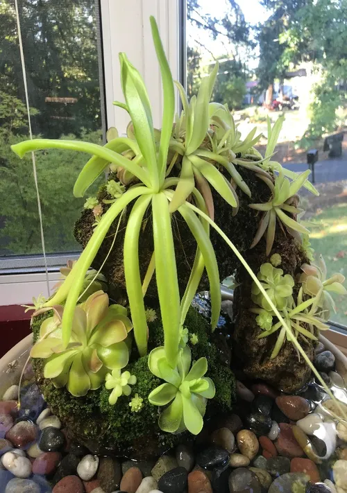 Plants include P. ibarrae, P. 'Florian', P. moranensis, P. gigantea, P. moctezumae x gigantea, P. ‘Aphrodite’, P. ‘John Rizzi’, and more