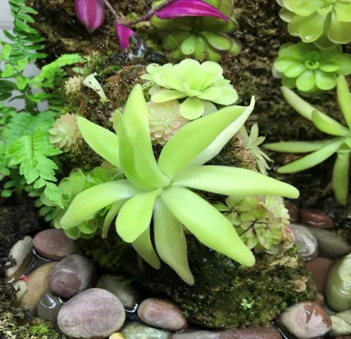 Plants on pumice include P. moctezumae x gigantea, P. ‘Florian’, P. ‘Seductora’, P. gigantea, and a few unknown hybrids.