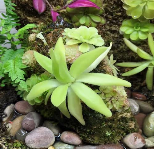 Plants on pumice include P. moctezumae x gigantea, P. ‘Florian’, P. ‘Seductora’, P. gigantea, and a few unknown hybrids