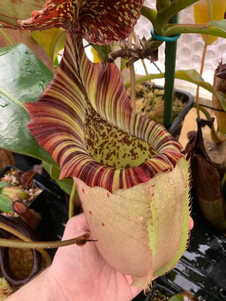 Nepenthes veitchii x burbidgeae: Probably the biggest pitcher by volume that I've ever grown! 