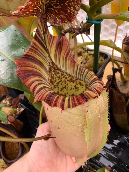 Nepenthes veitchii x burbidgeae: Probably the biggest pitcher by volume that I've ever grown! 
